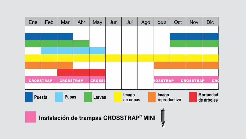 CROSSTRAP MUELLE PEQUEÑO