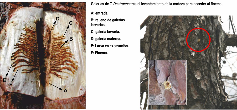 Volcanes de resina