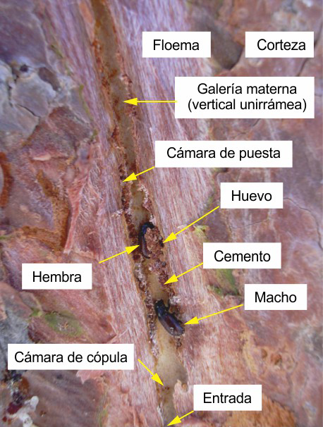 Pareja de Tomicus destruens en galeria