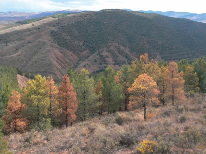 Pinos atacados por Tomicus destruens